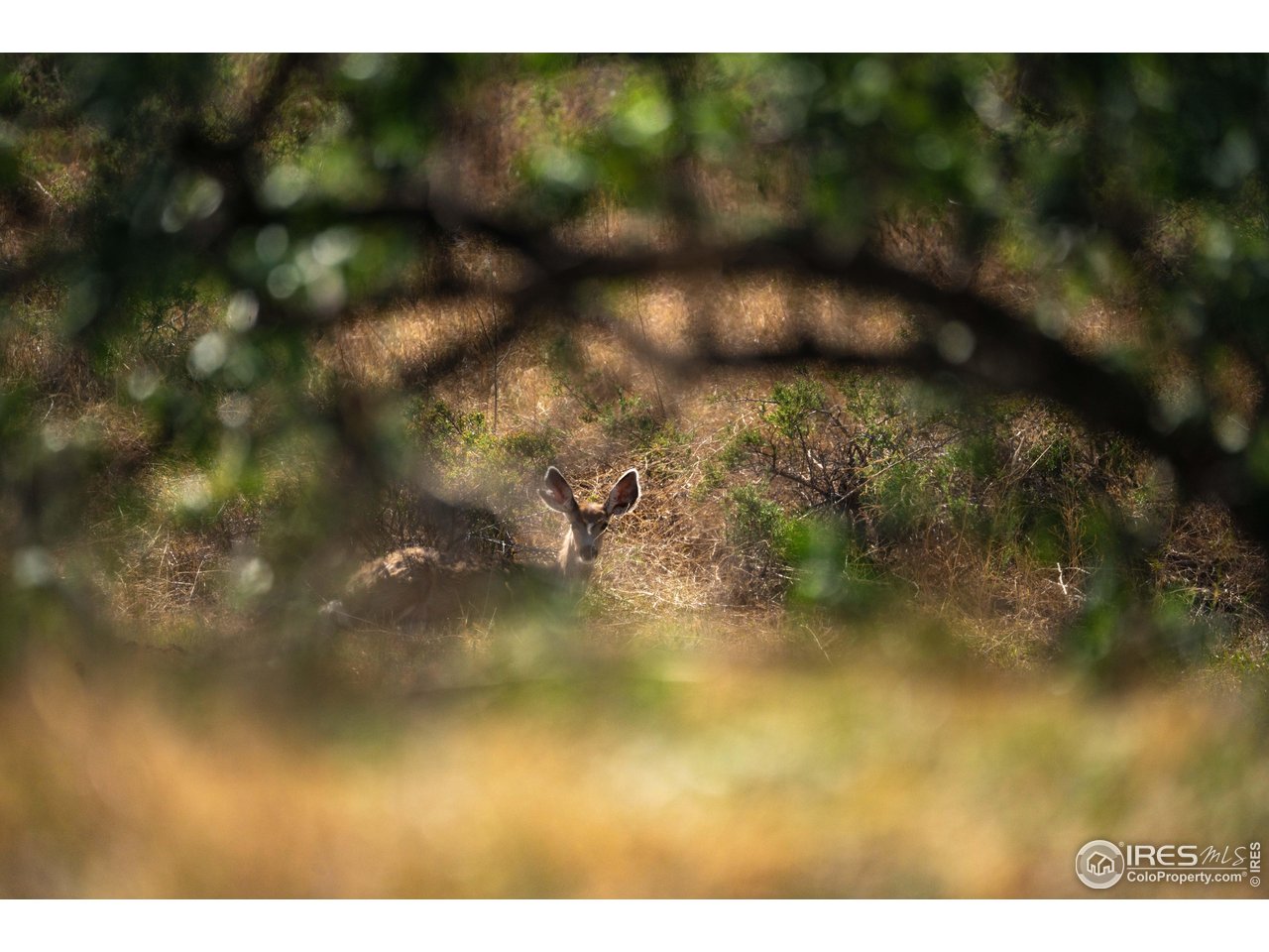 0 CR 90 Pierce, CO 80650 - Photo 19 of 29 a view of background and yard