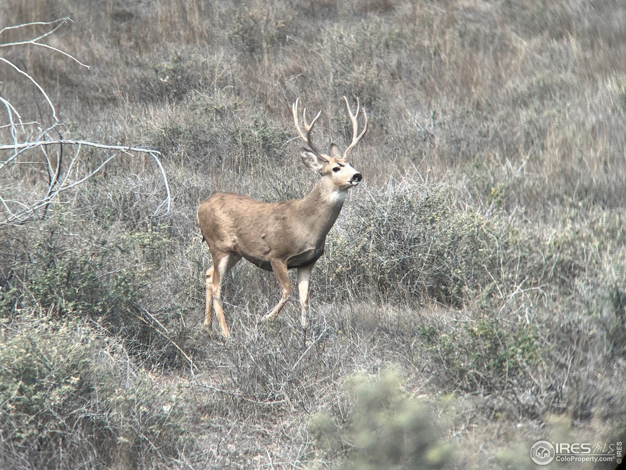 0 CR 90 Pierce, CO 80650 - Photo 24 of 29 a view of a yard