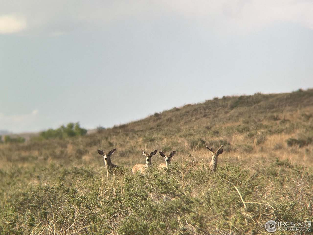 0 CR 90 Pierce, CO 80650 - Photo 26 of 29 an aerial view of mountain with trees around