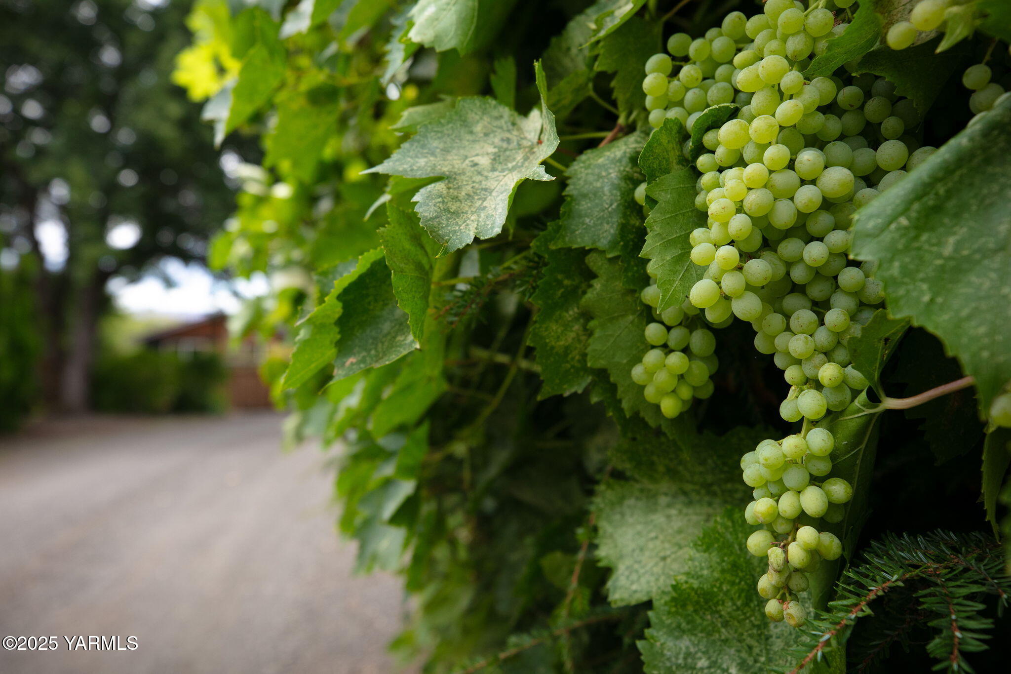 720 Ghormley Road Yakima, WA 98908 - Photo 20 of 47 a view of a plant