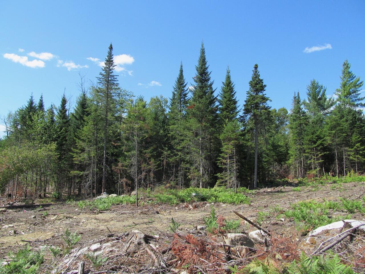 929 Center Hill Road Weld, ME 04285 - Photo 13 of 20 IMG_0937