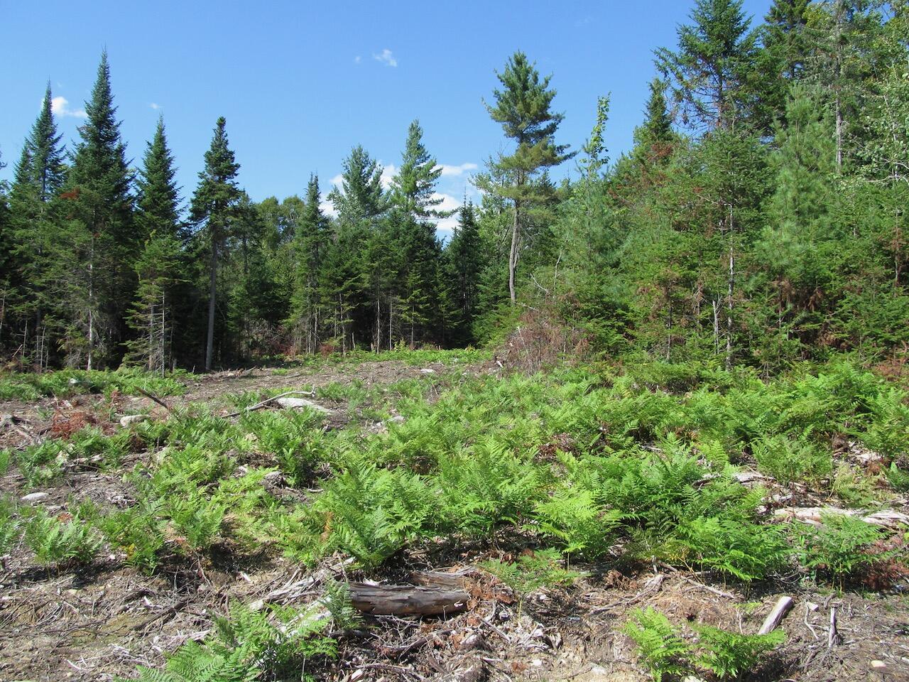 929 Center Hill Road Weld, ME 04285 - Photo 10 of 20 IMG_0933