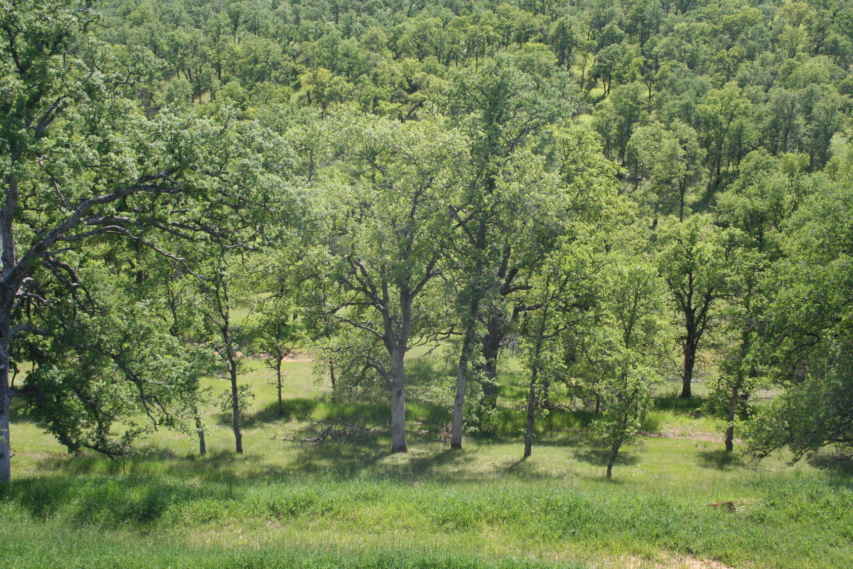 18663 Saddleback Ridge Loop Cottonwood, CA 96022 - Photo 11 of 13 IMG_7294