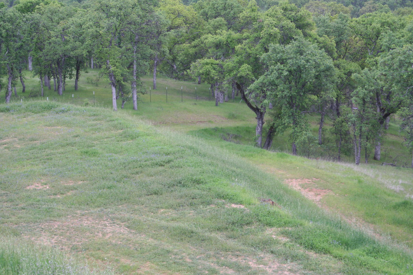 18663 Saddleback Ridge Loop Cottonwood, CA 96022 - Photo 3 of 13 IMG_7245