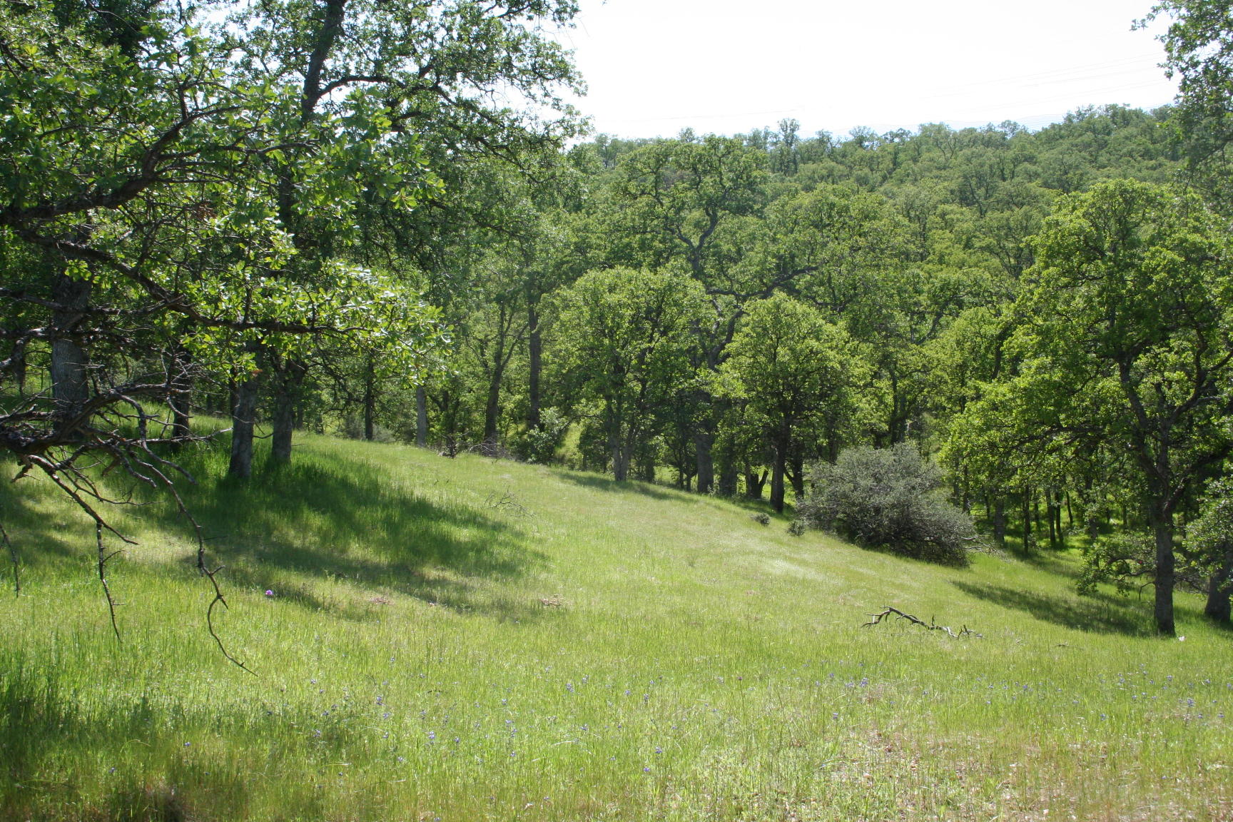 18663 Saddleback Ridge Loop Cottonwood, CA 96022 - Photo 4 of 13 IMG_7270