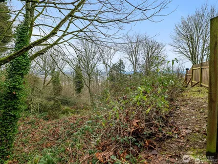 a view of a yard with plants and large trees