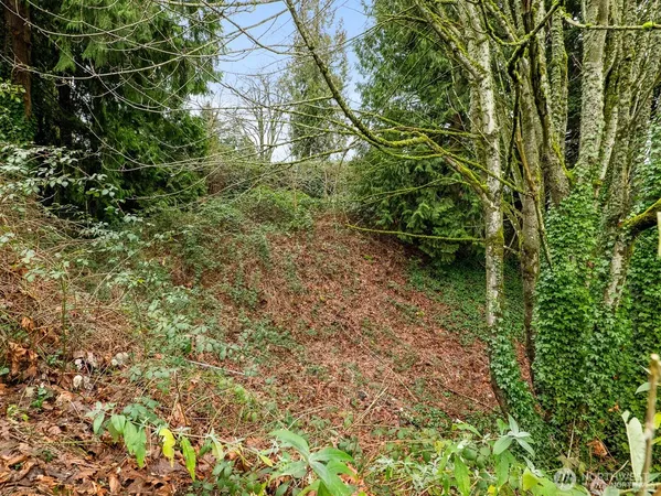 a view of a yard with large trees