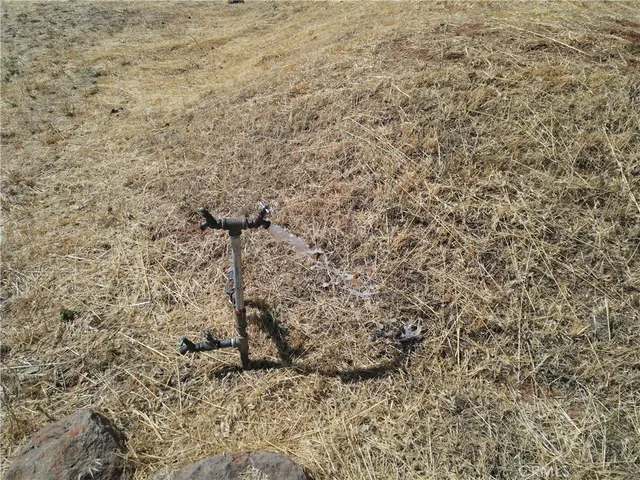 a close up of a plant in a dry yard