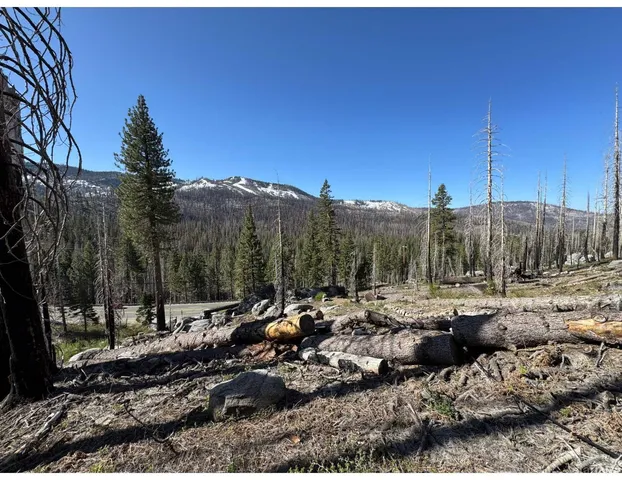 a view of a park with large trees
