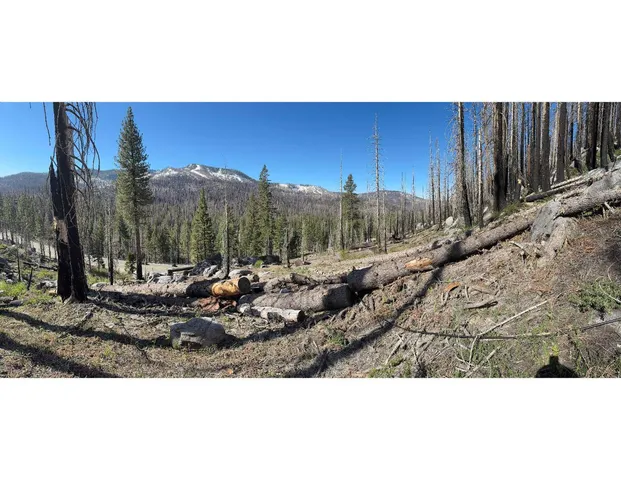 a view of a backyard with trees