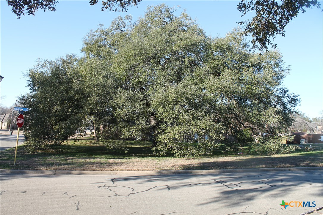 3702 Fall Creek Lane Temple, TX 76504 - Photo 7 of 13 a view of a yard with a tree
