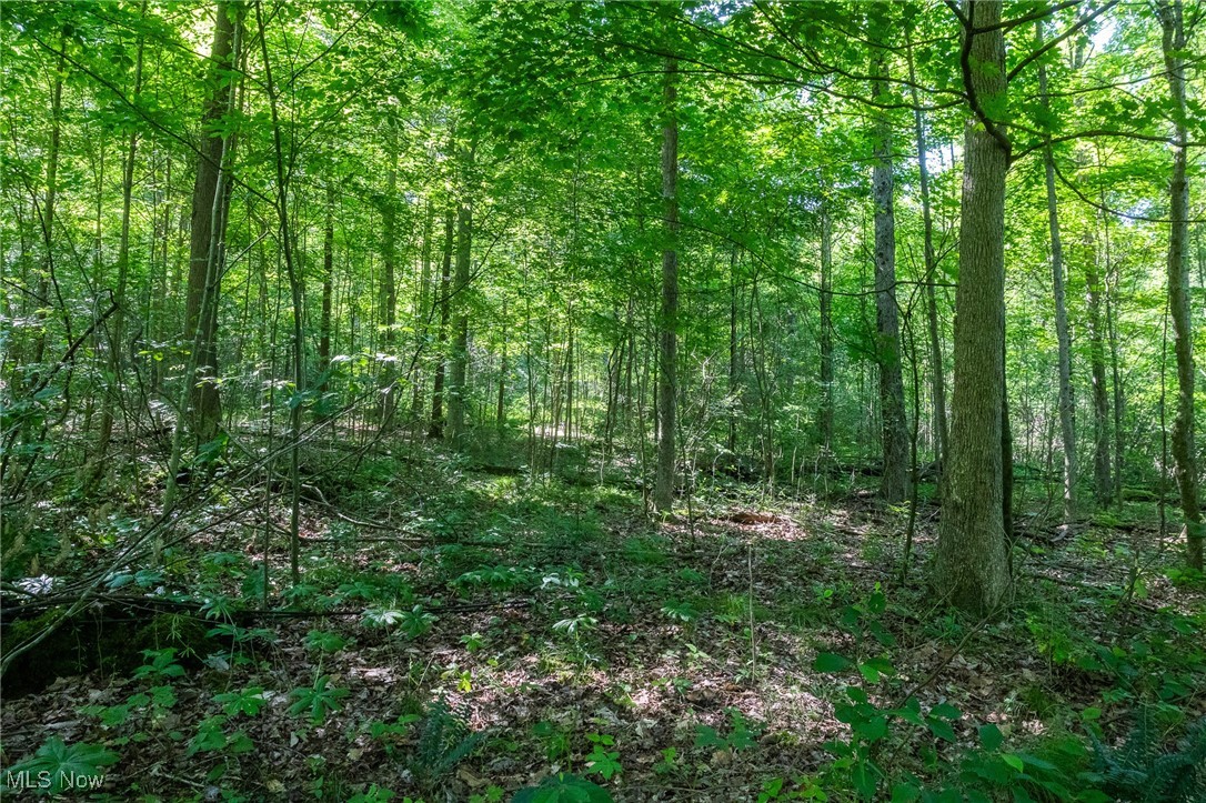 Azalea Road Dennison, OH 44621 - Photo 24 of 50 View of tree filled area