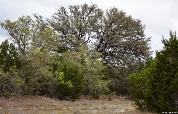 a view of a forest with trees in front of it
