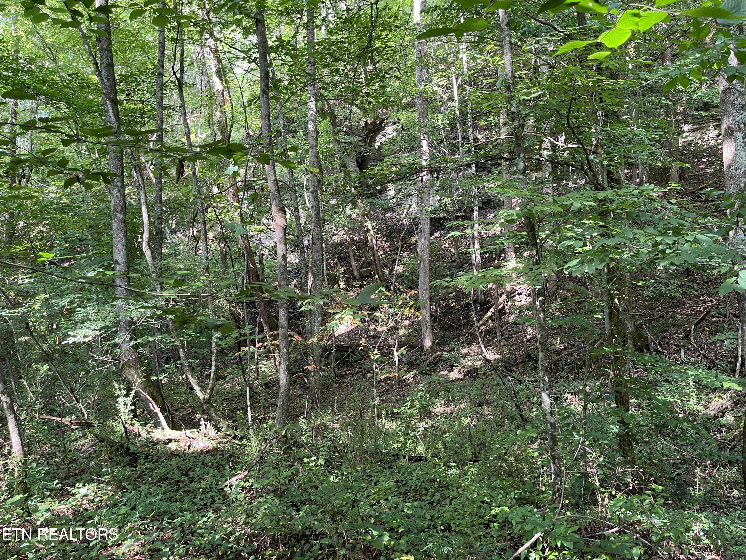 Frost Bottom Road Oliver Springs, TN 37840 - Photo 14 of 17 IMG_0173