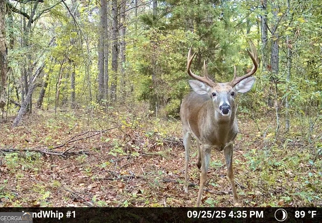 1480 Smith Bedgood Road Harrison, GA 31035 - Photo 4 of 25