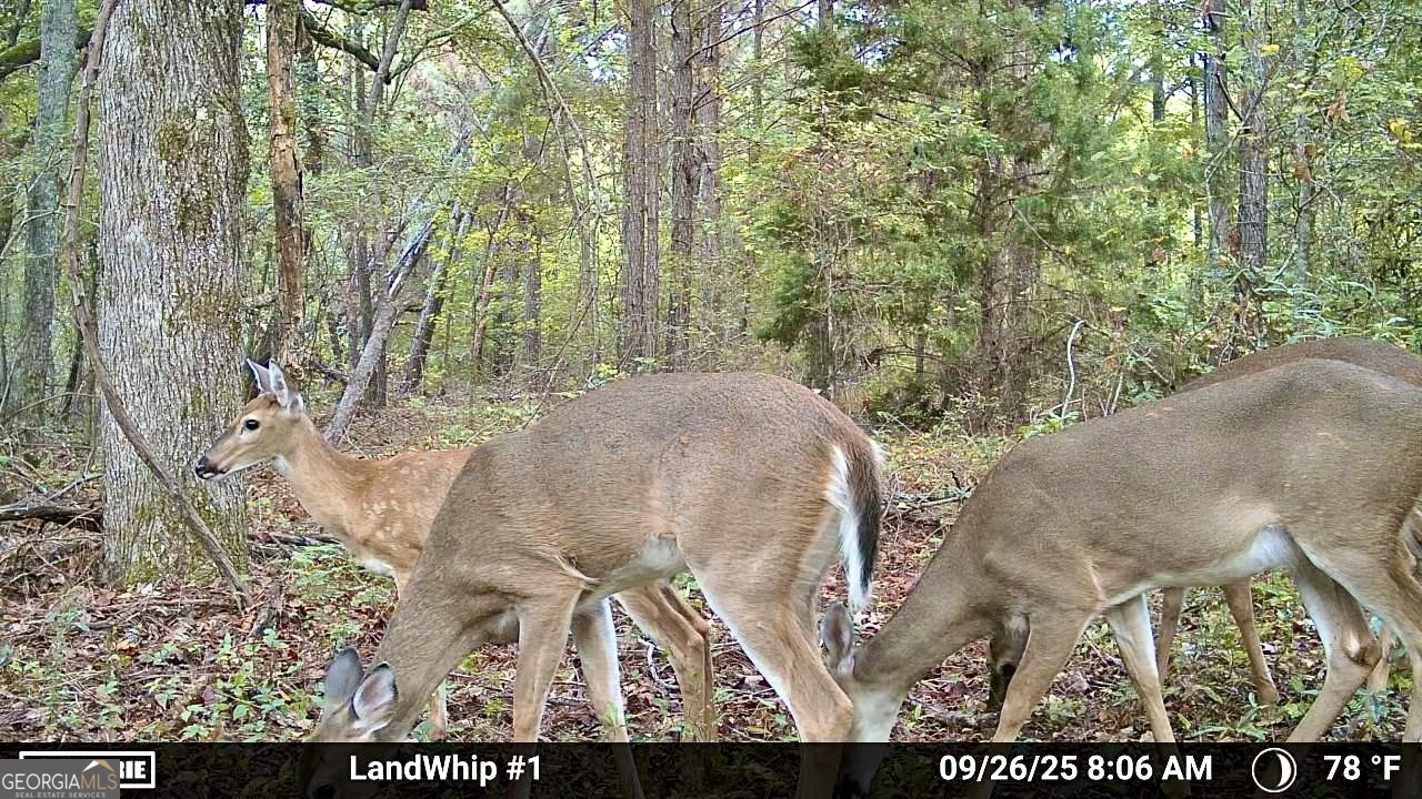 1480 Smith Bedgood Road Harrison, GA 31035 - Photo 10 of 25