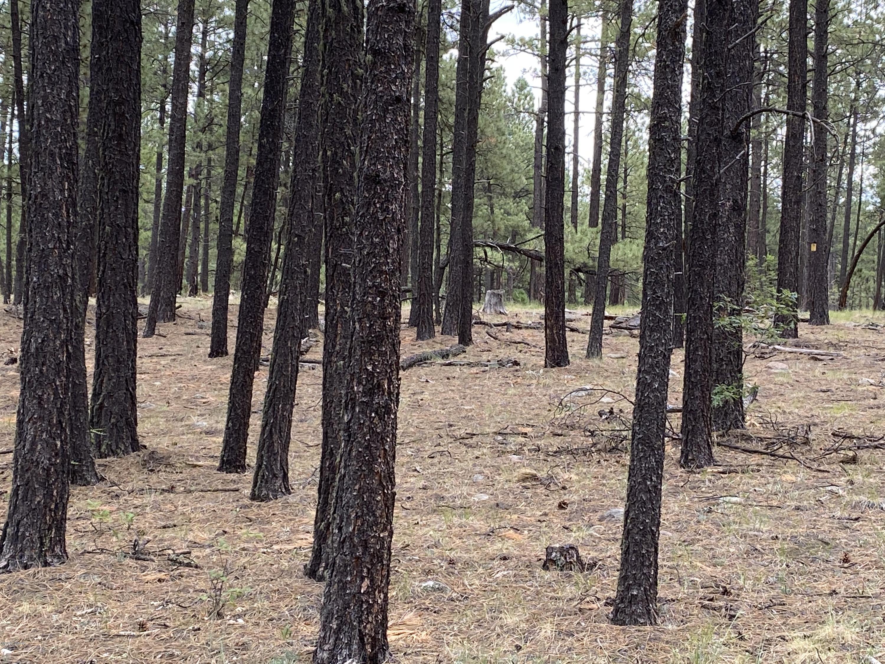 1 V Cr Alpine, AZ 85920 - Photo 11 of 28 a view of outdoor space with trees