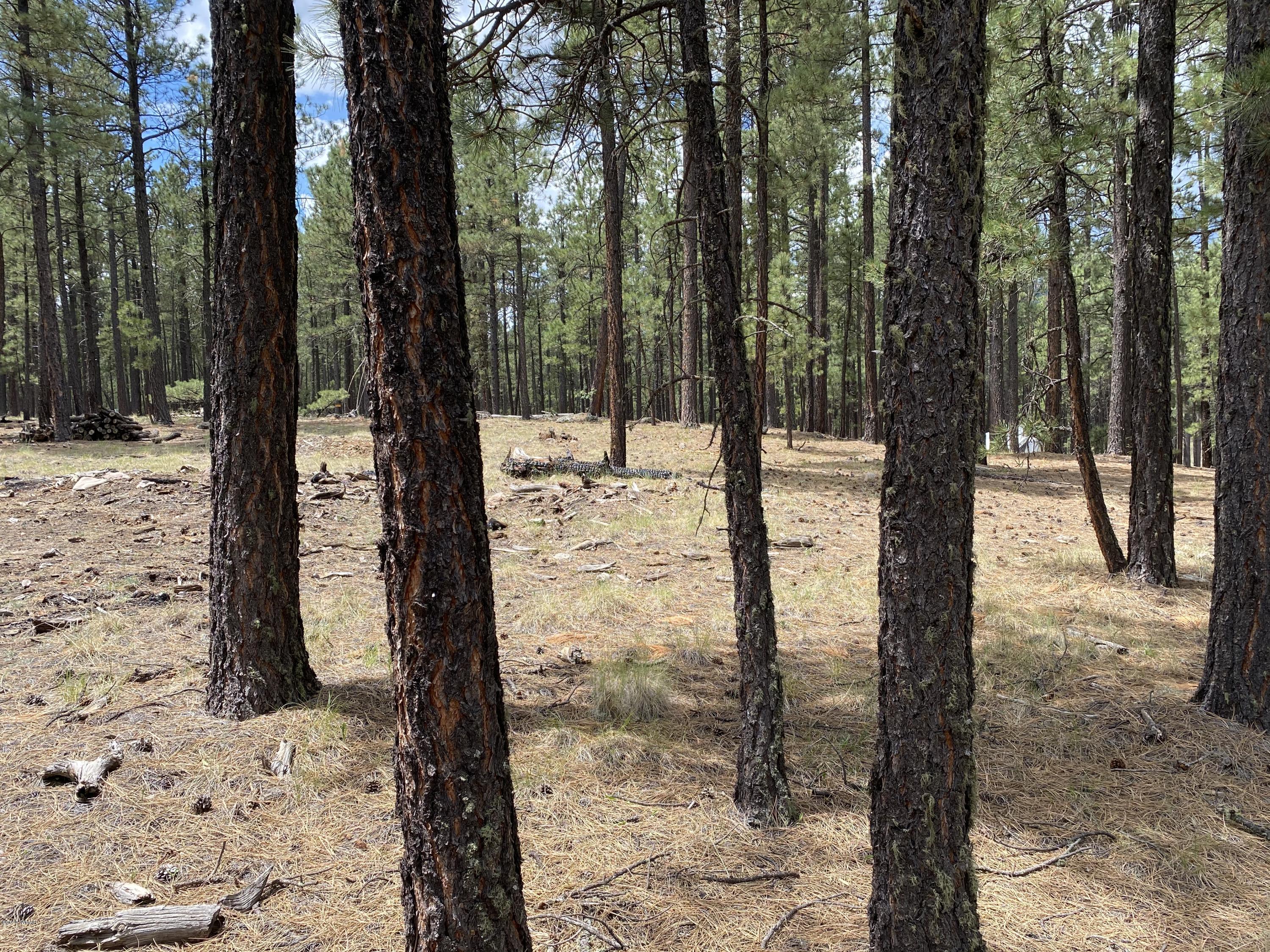 1 V Cr Alpine, AZ 85920 - Photo 6 of 28 a view of a yard with large trees