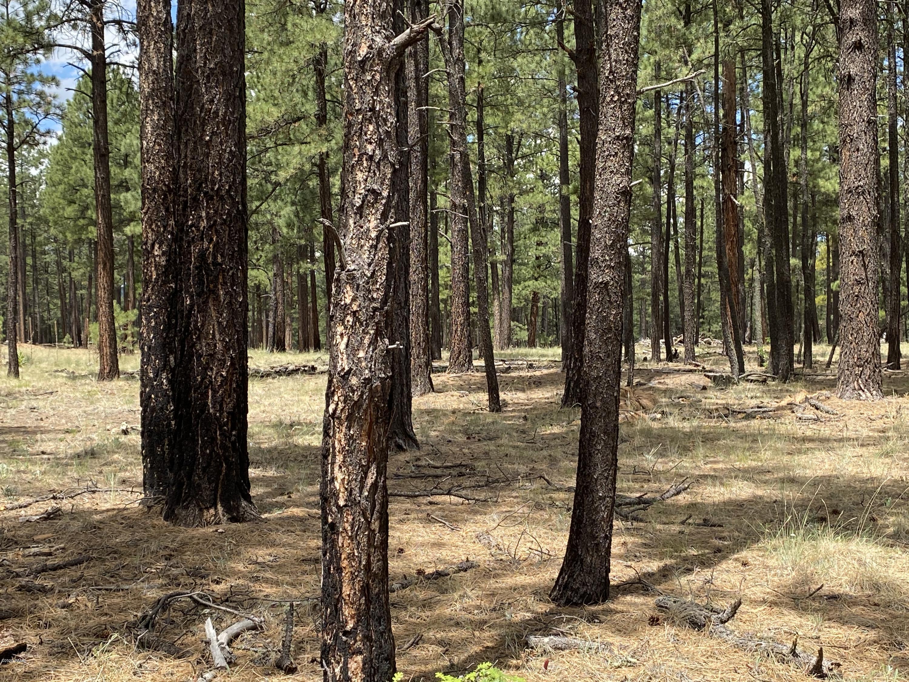 1 V Cr Alpine, AZ 85920 - Photo 8 of 28 a view of a yard with trees