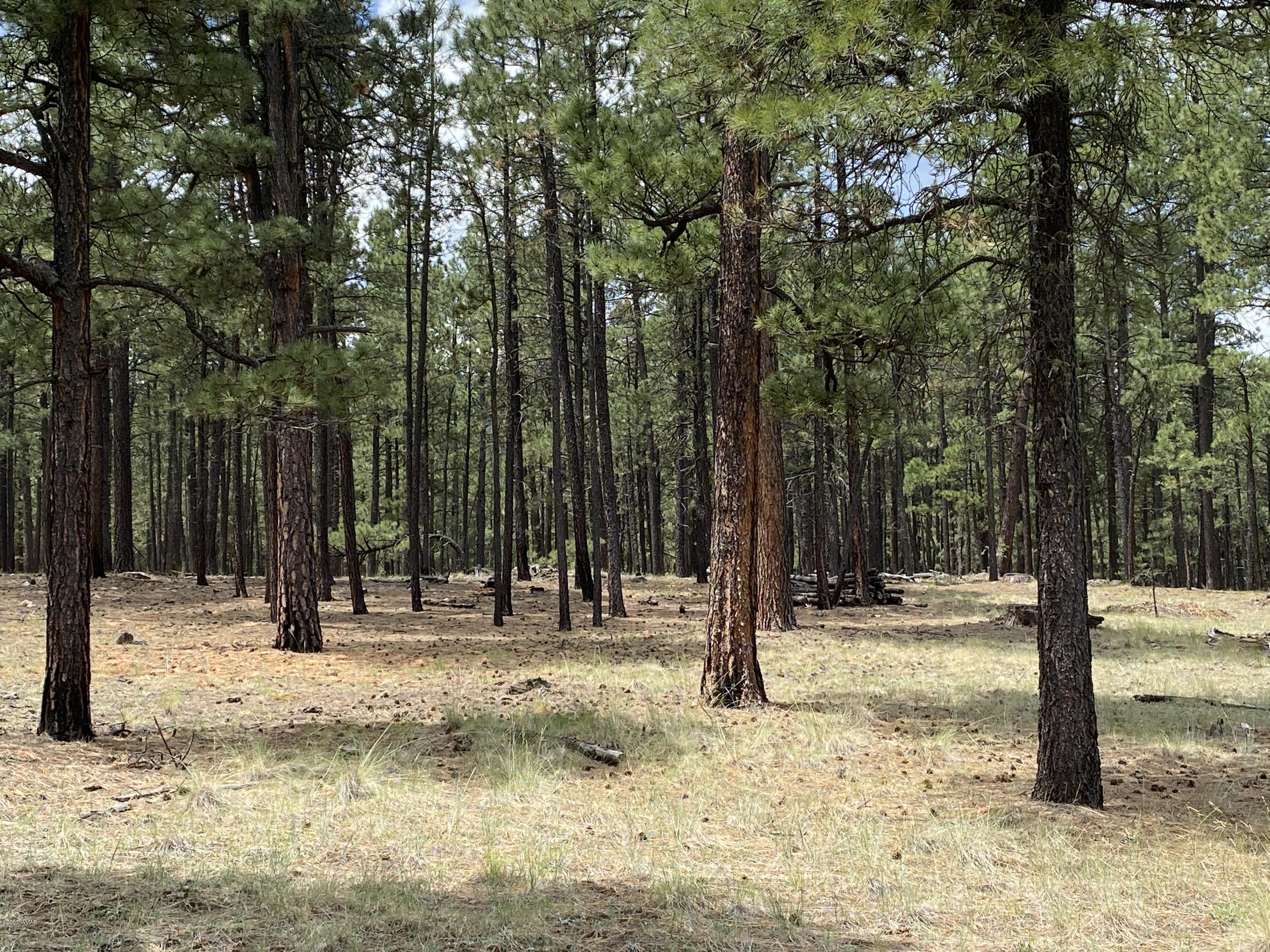 1 V Cr Alpine, AZ 85920 - Photo 9 of 28 a view of a road with trees