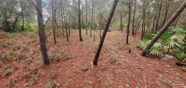a view of a backyard with large trees