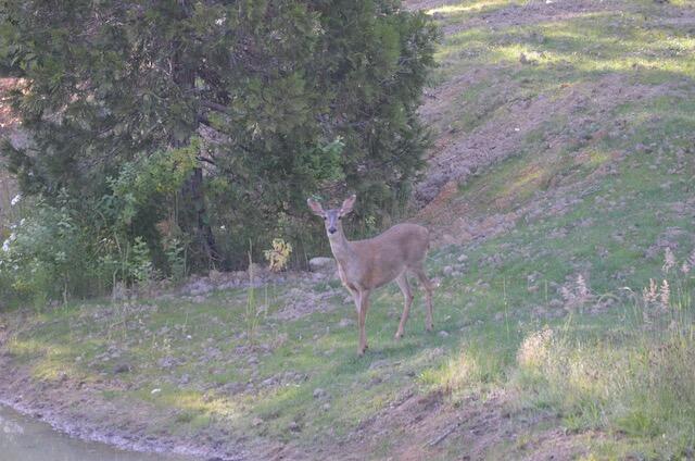 138 Draper Valley Road Selma, OR 97538 - Photo 33 of 42 Doe