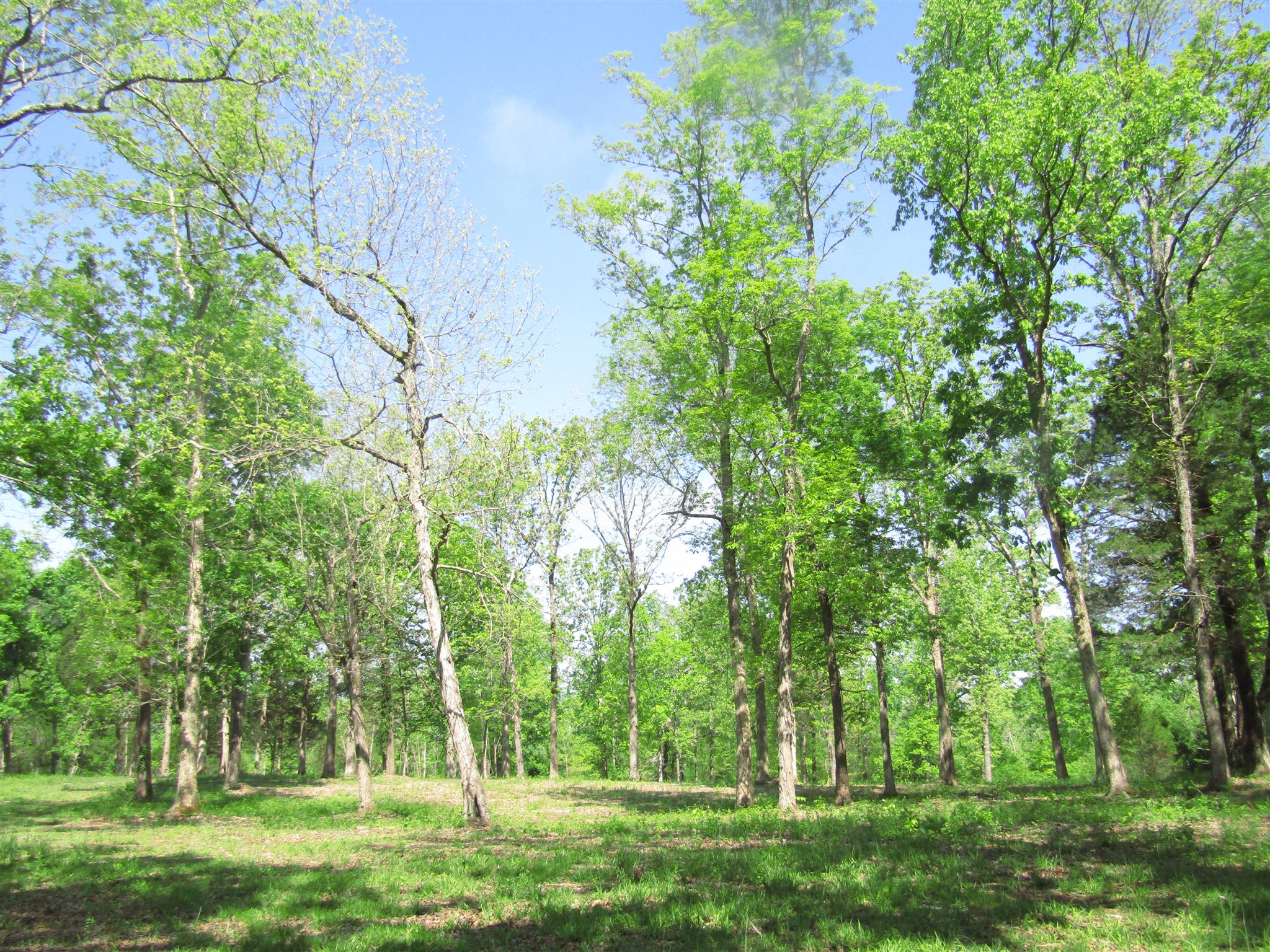20 Burford Road Lebanon, TN 37087 - Photo 4 of 25 a backyard of a house with lots of green space