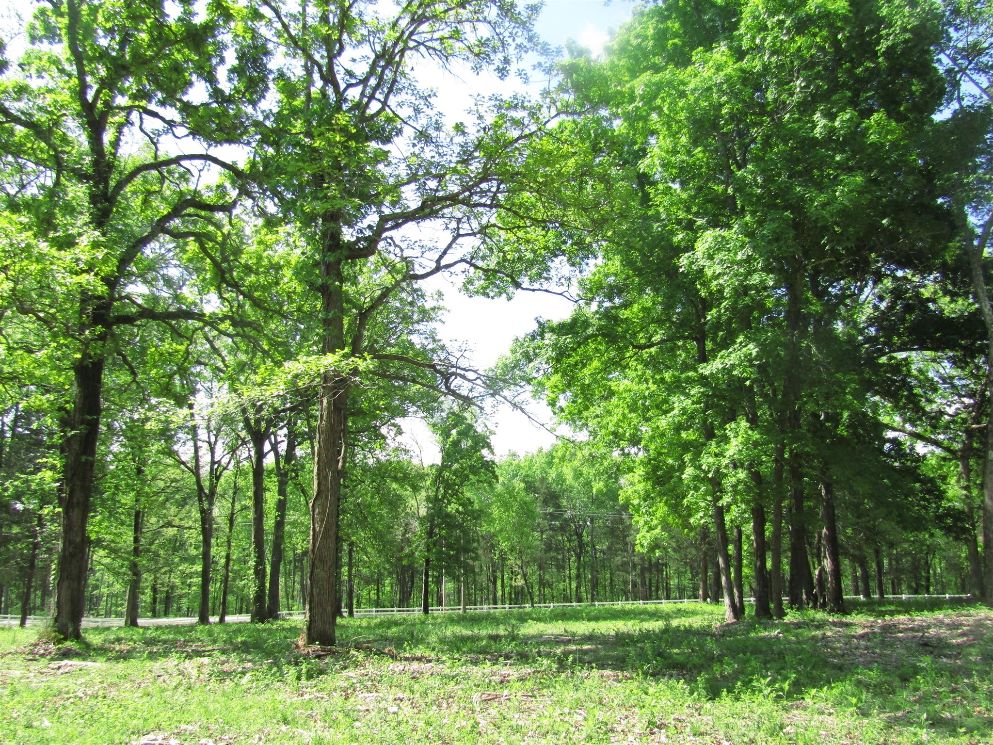 20 Burford Road Lebanon, TN 37087 - Photo 6 of 25 a view of a yard with a tree
