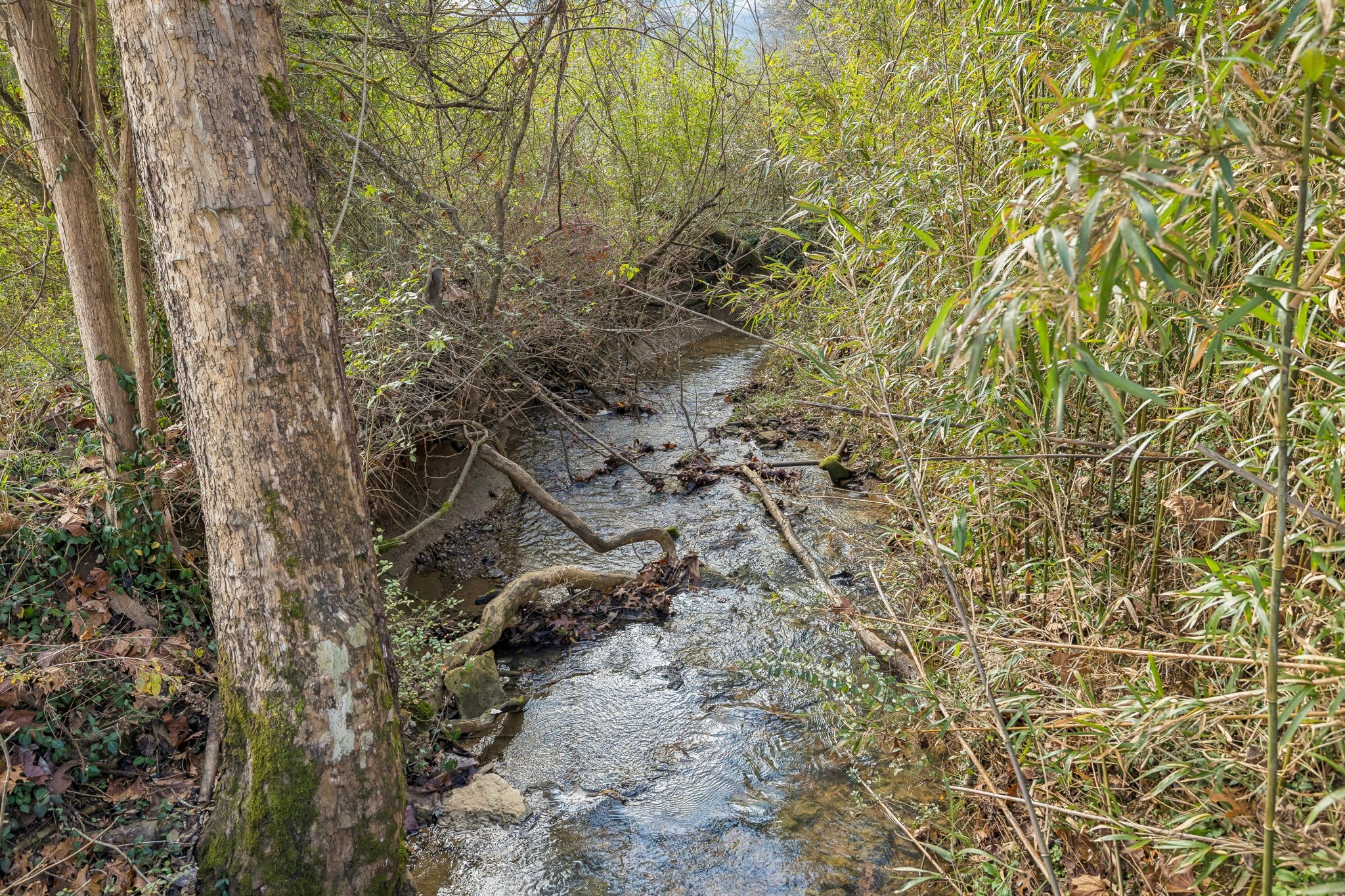 3118 McKibbon Road Culleoka, TN 38451 - Photo 25 of 31 a view of a yard with a tree