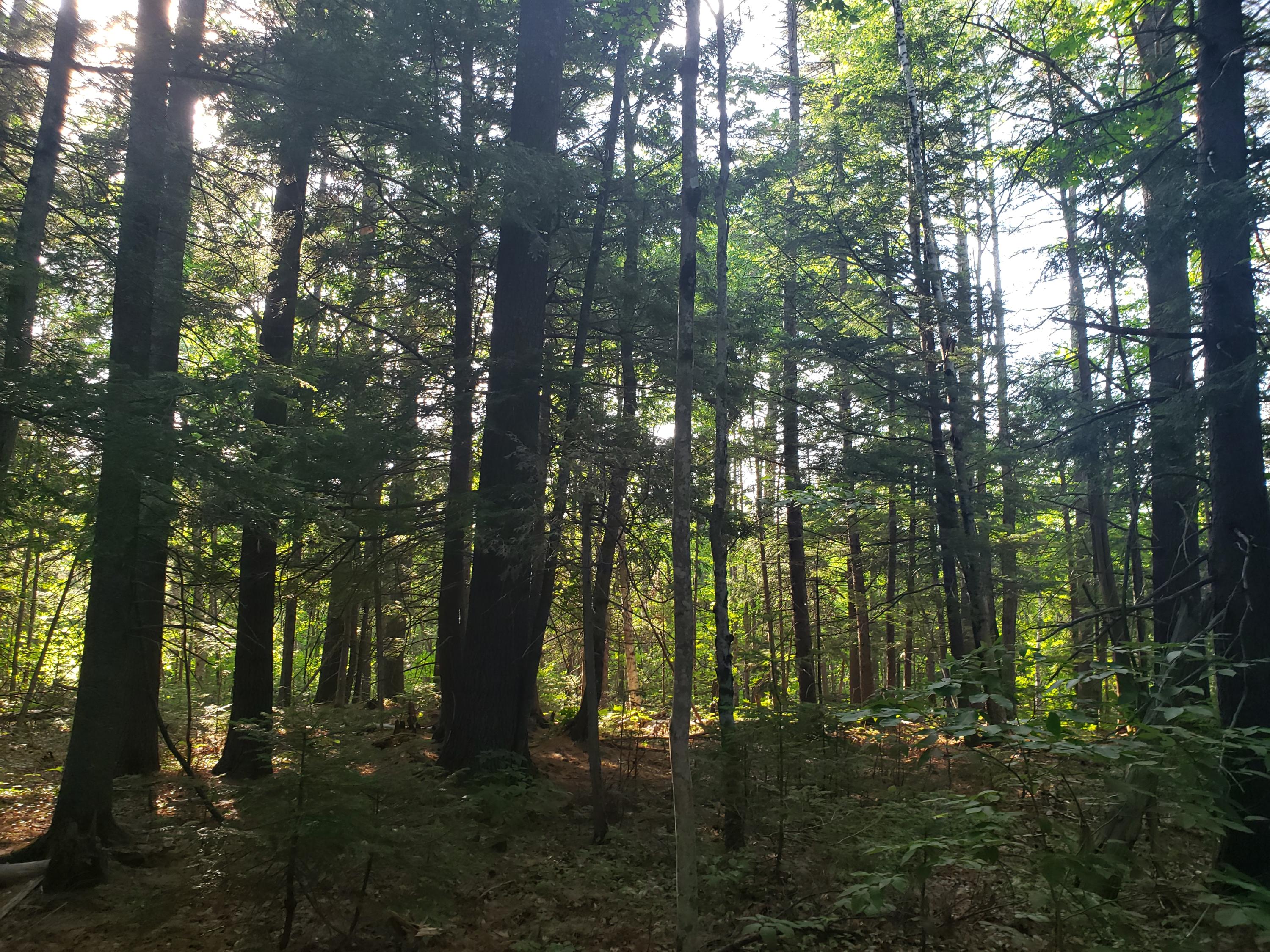 Tbd Chandler Road Strong, ME 04983 - Photo 6 of 8 20210621_172712