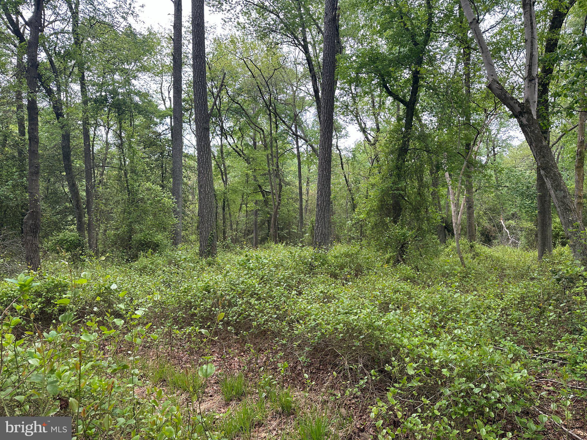 28403 Old Eden Road Eden, MD 21822 - Photo 11 of 46 a view of forest