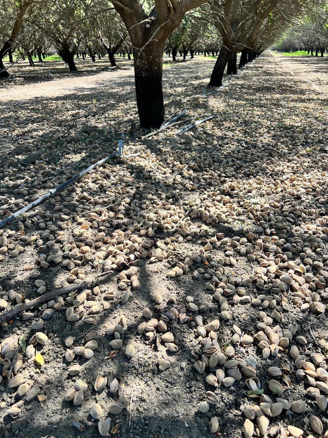 0 Ave 14 Madera, CA 93637 - Photo 2 of 13