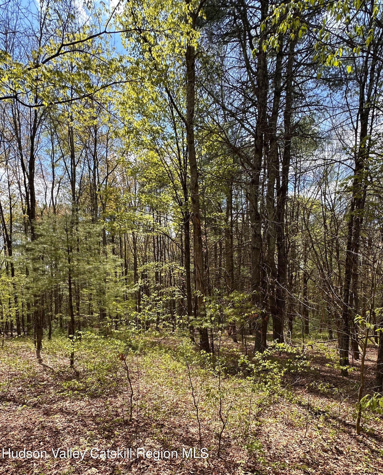 67 Katzman Road Ellenville, NY 12428 - Photo 13 of 14 Woods view 67 K
