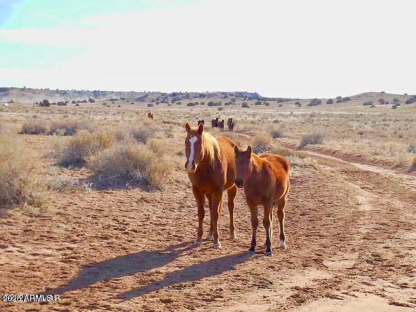15 Co Road Chambers, AZ 86502 - Photo 7 of 23 20250713064922842463000000-o