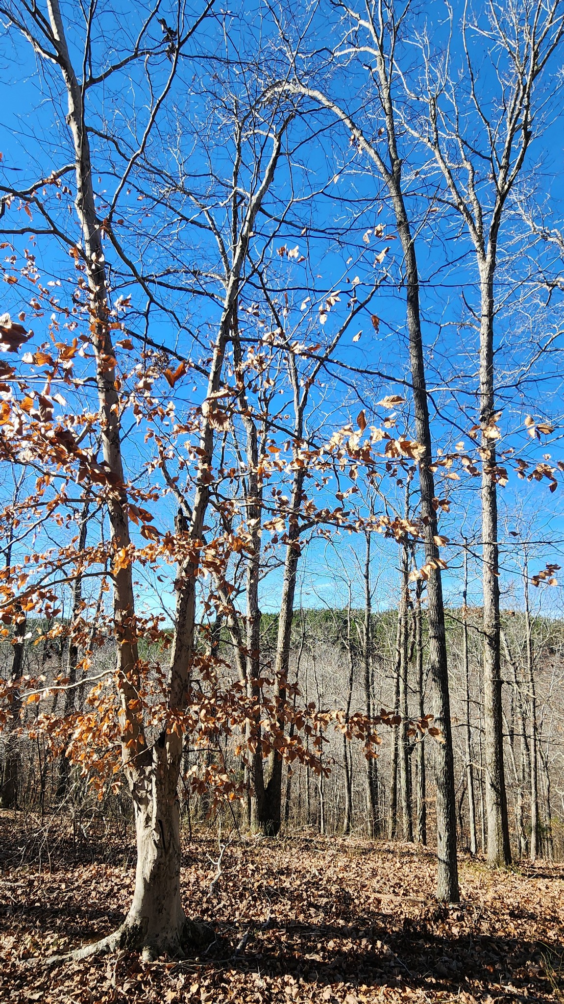 440 Deer Creek Road Linden, TN 37096 - Photo 8 of 45