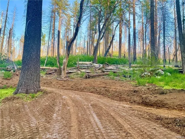 a backyard of a house with lawn chairs plants and large trees