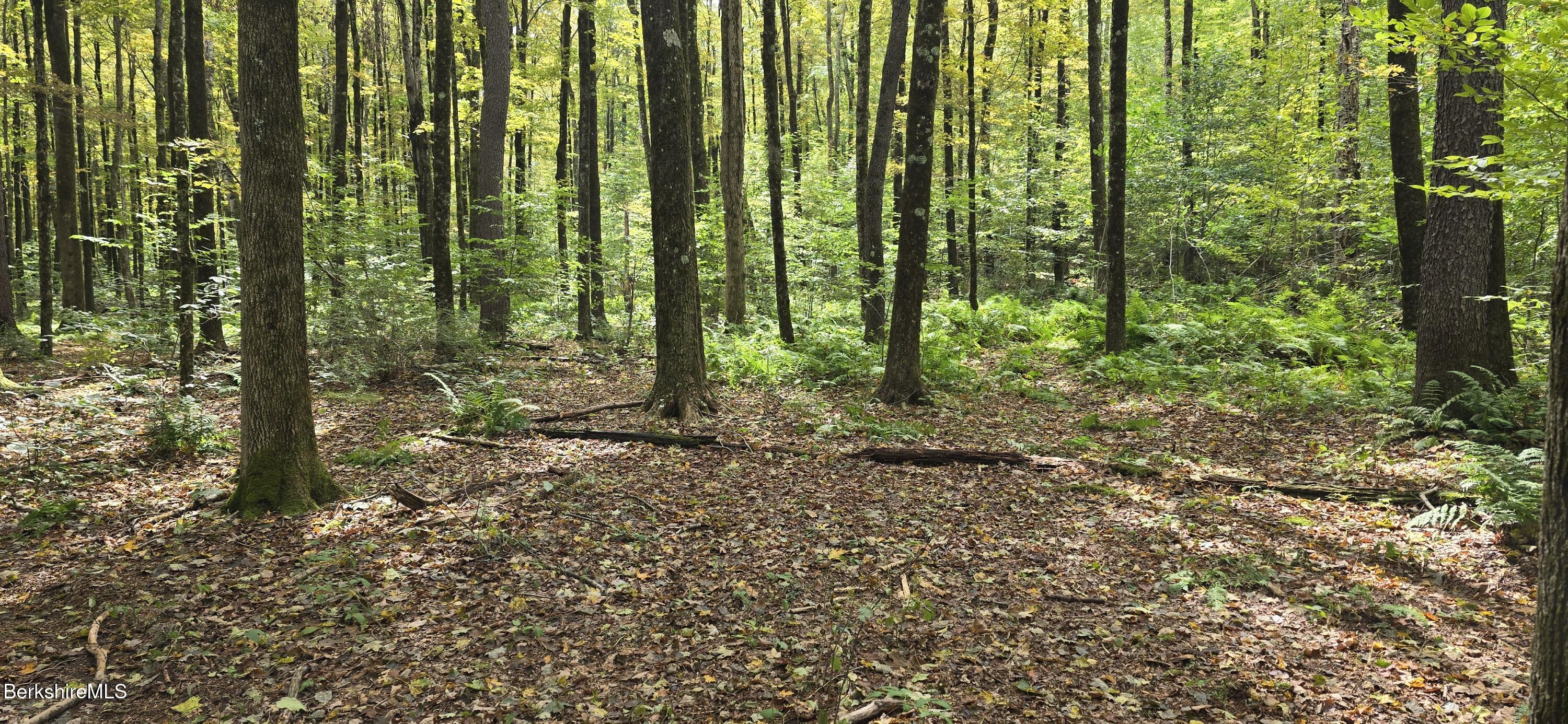 0 Miner Lots 2 & 3 Road Lanesborough, MA 01237 - Photo 18 of 28 a view of a yard with lots of plants