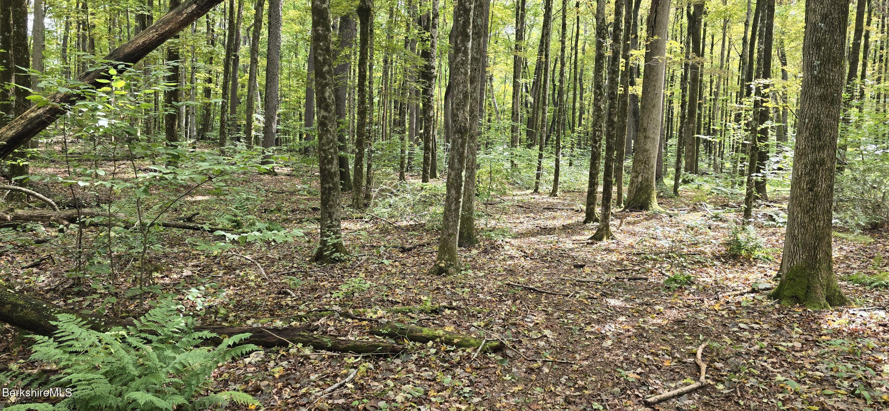 0 Miner Lots 2 & 3 Road Lanesborough, MA 01237 - Photo 19 of 28 a view of outdoor space with trees