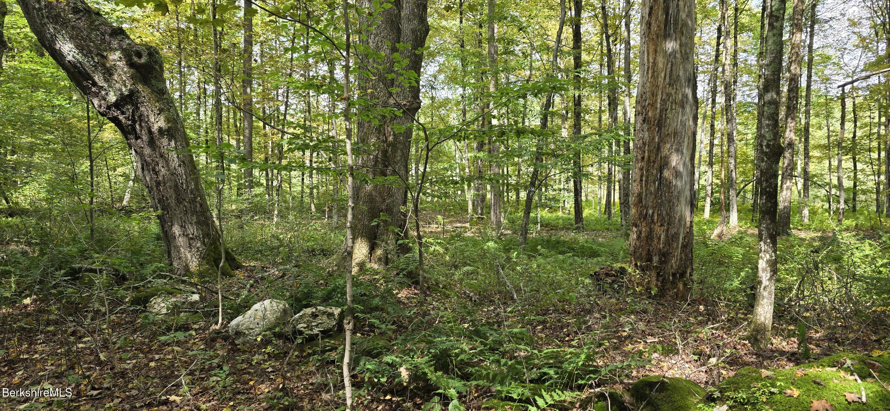 0 Miner Lots 2 & 3 Road Lanesborough, MA 01237 - Photo 21 of 28 a lush green forest with lots of trees