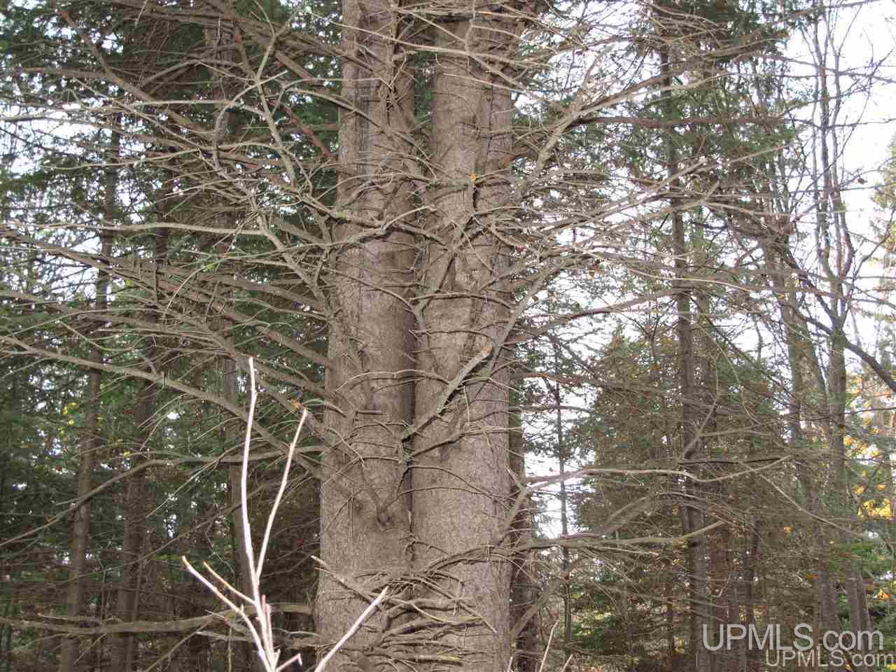 No # East No Road Grand Marais, MI 49839 - Photo 5 of 12