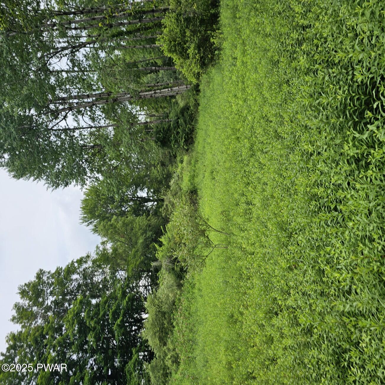 Lot 45 Lake Russell Road Newfoundland, PA 18445 - Photo 8 of 11