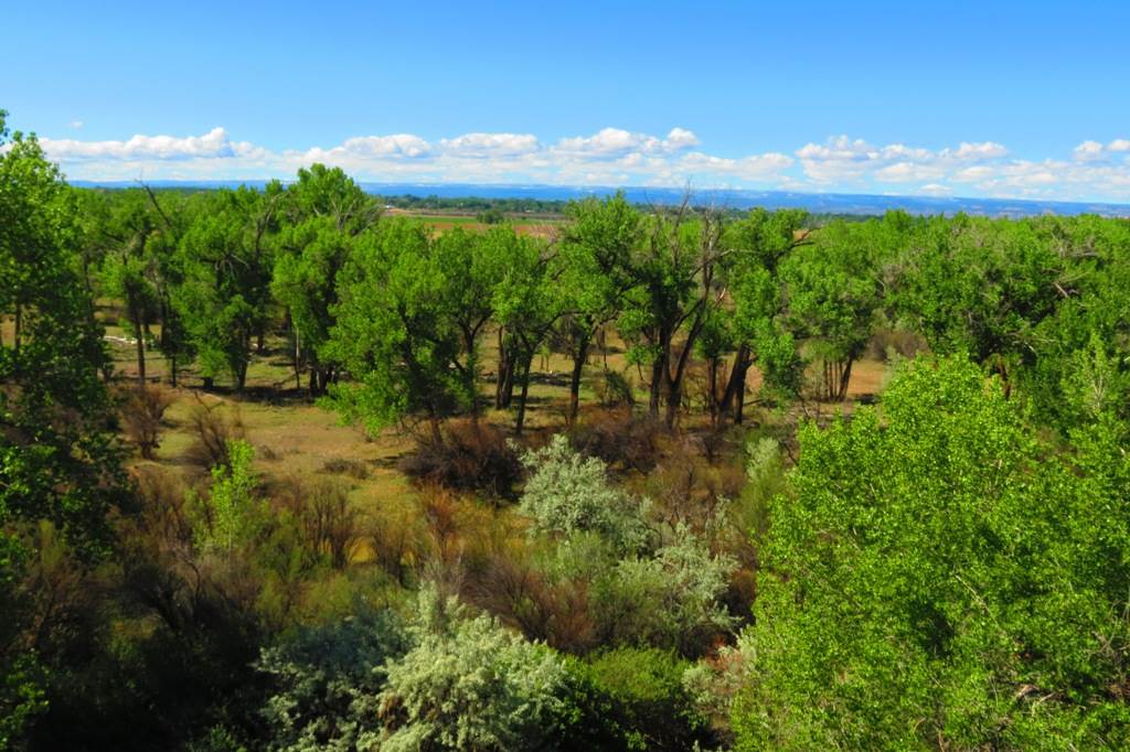 Tbd Homestead Road Delta, CO 81416 - Photo 15 of 17 Gallery Image 15