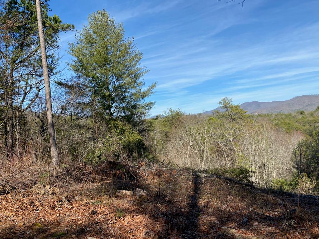 a view of a forest with trees in the background