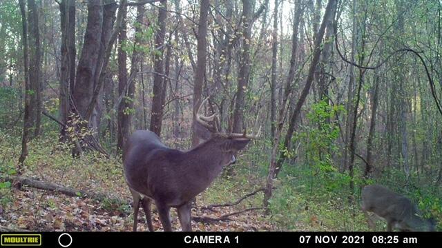 57640 St John Road Quaker City, OH 43773 - Photo 7 of 51 Buck and Doe