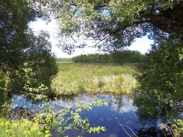 52-acres Lower Kaubashine Road Hazelhurst, WI 54531 - Photo 10 of 20 Gallery Image 10