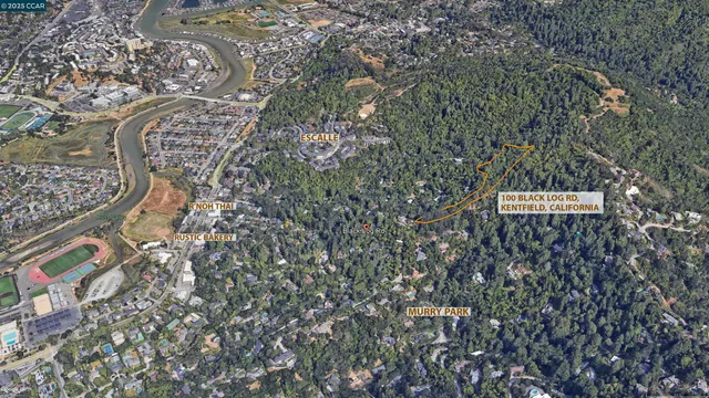 a close up of a plant