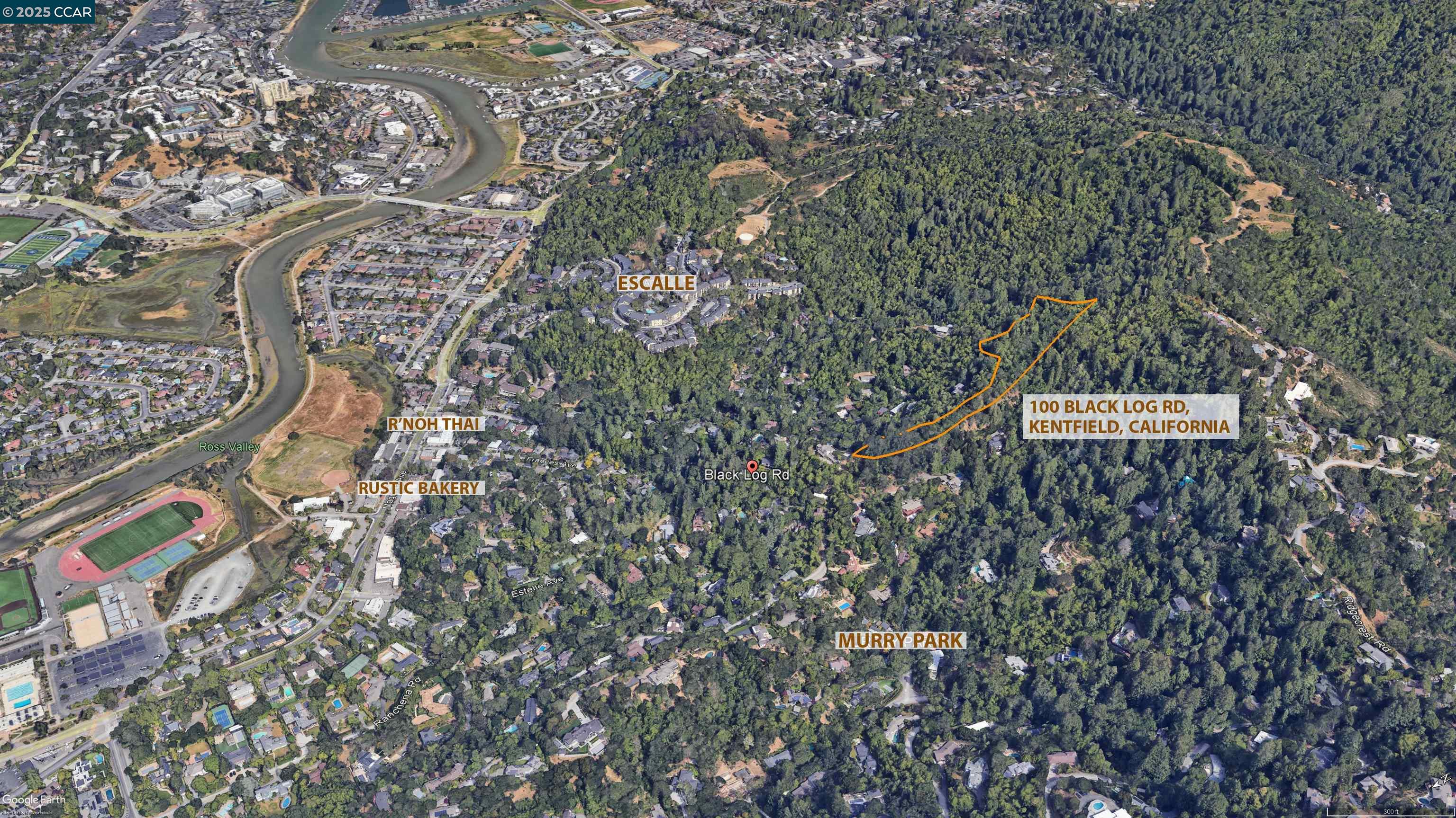 100 Black Log Road Kentfield, CA 94904 - Photo 12 of 27 a close up of a plant