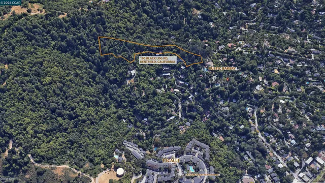 a picture of city view with a tree