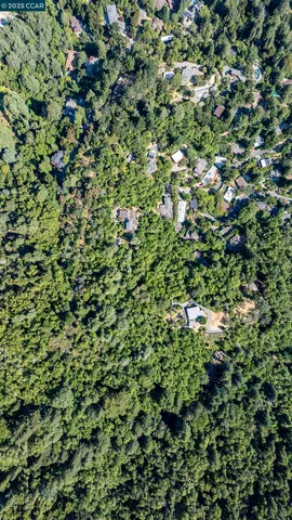 a view of a lush green plant