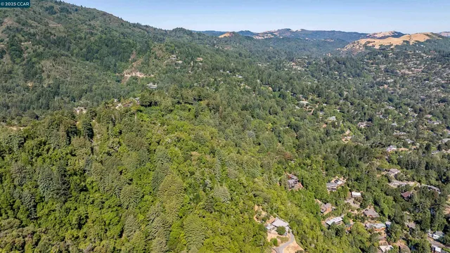 a view of a forest with a mountain
